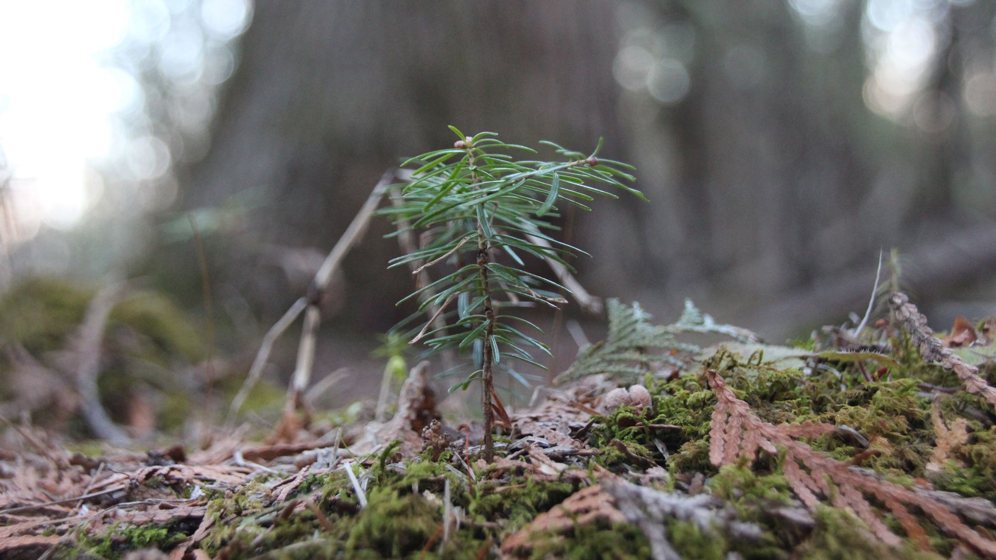 A little fir with big ambition