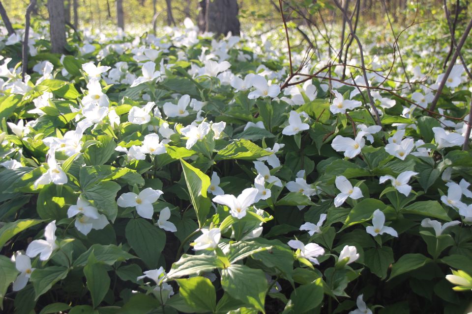 Ontario's floral emblem, the White Trillium